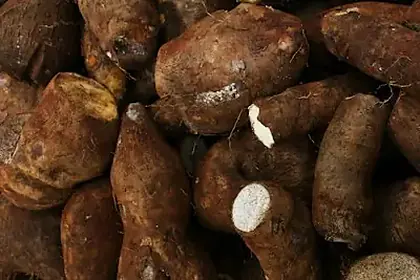 Berberine root
